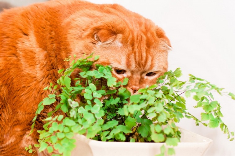 Hogyan védjük meg a szobanövényeket a macskától?