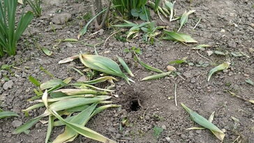 A tulipánod csak kijött a földből, aztán szó szerint kijött a földből? Itt a bűnös, aki a hagymákat ette meg