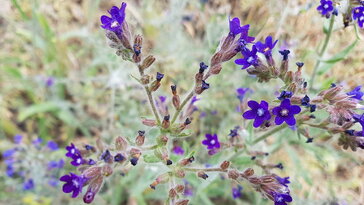 Orvosi atracél, a jég hátán is megél