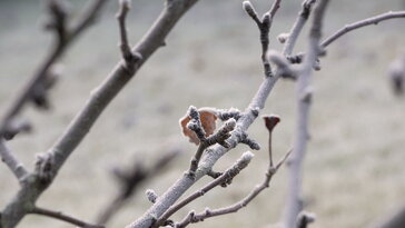Februári metszés: ezt az 1 dolgot ne rontsd el az almafán
