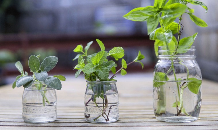 Fűszernövények nevelése vízben: zöldítsük be az ablakpárkányt!