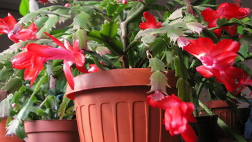 A szobanövény, amely decemberben kezd virágozni – mert egyszerűen nem érdekli, hogy tél van