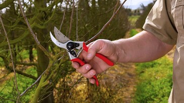 Mennyibe kerül a fák metszése 2023-ban? Szakemberek, eszközök és tanfolyamok árai