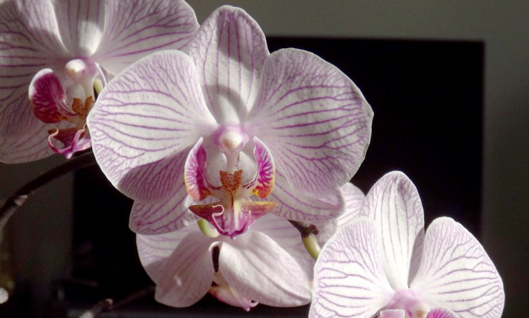 Szakértő mondja el, miként fog az orchidea újra virágba borulni