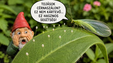 Apró fehér tojások lógnak cérnaszálakon a leveleden? Ne kapard le őket, jó eséllyel segítség érkezett