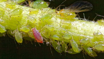 A módszer, amellyel a levéltetű is összezavarható – illathálózatok a kertben