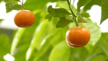 Mandarin vs. narancs – a tangerinek támadása