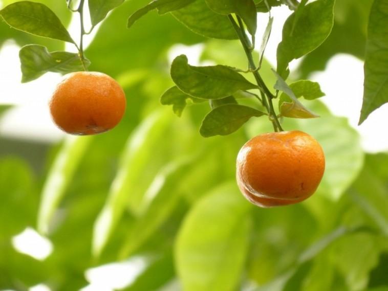 Mandarin vs. narancs – a tangerinek támadása