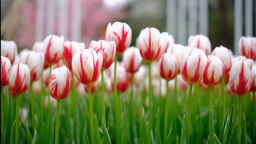 7 tulipán turbózó tipp tavaszra