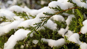 Lerázzuk a kertben a havat vagy hagyjuk békén?