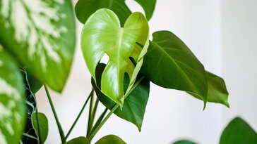 Miért nő ferdén a szobanövény akkor is, ha forgatjuk?