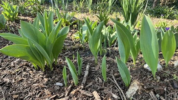 Miért nem virágzik a tulipán? – csak a levelek bújnak elő, virág sehol