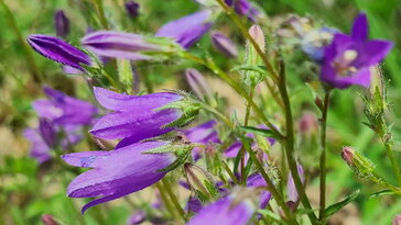 Pongyola harangvirág: a száraz talaj és hűvös idő gyönyörű növénye