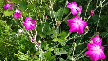 Bársonyos kakukkszegfű, amely a kakukk hazatértekor virágzik