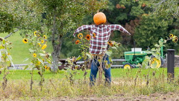 A madárijesztő, aki már rég nem ijeszt – de annál többet mesél