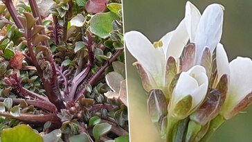 Kakukktorma: itt a tavasz első virágos ehető növénye