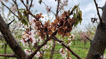 Eső, hűvös, virágzás: most indul a monília-szezon? Ebből a 6 jelből időben észreveszed