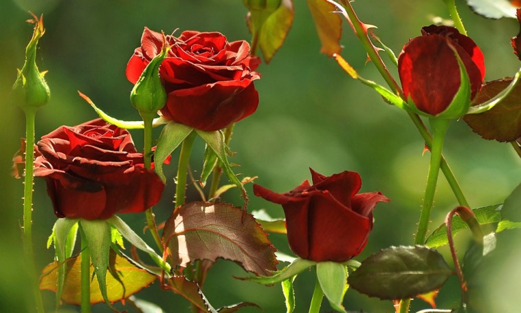 Tavaszi kúra rózsáinknak: metszés és trágyázás
