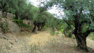 Betlehem növényei – mi nőhetett a jászol körül?