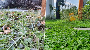 Mi lesz télen a dichondrával?