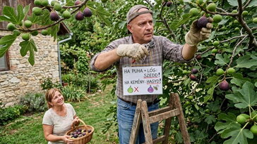 Hogyan vedd rá a férjedet, hogy leszedje az érett fügét - anélkül, hogy a fél fát éretlenül betakarítaná?