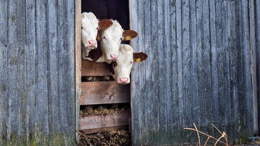 November 12. – Szent Jozafát napja: a csendes lezárás ideje