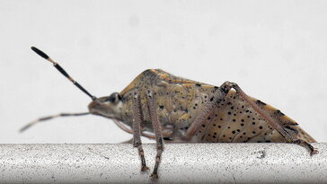 Hol vannak télen a poloskák – és miért pont most bukkannak fel a lakásban?