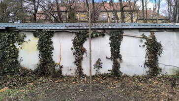 Fa a garázs mögé 130 centire? Társasházi fapótlásból így lesz egyetlen ültetésből öt évnyi vita