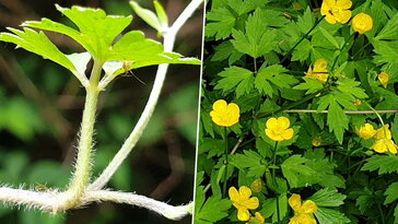 Kúszó boglárka, a tükrös fényű rovarcsalogató