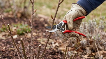 Rózsametszés tavasszal: ezt az egy ágat mindenki rosszul vágja le