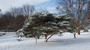 Japán erdeifenyők – a kert vöröskérgű legendái
