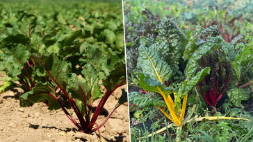 Most vesd el a céklát és mángoldot – megbízható másodvetések nyárra
