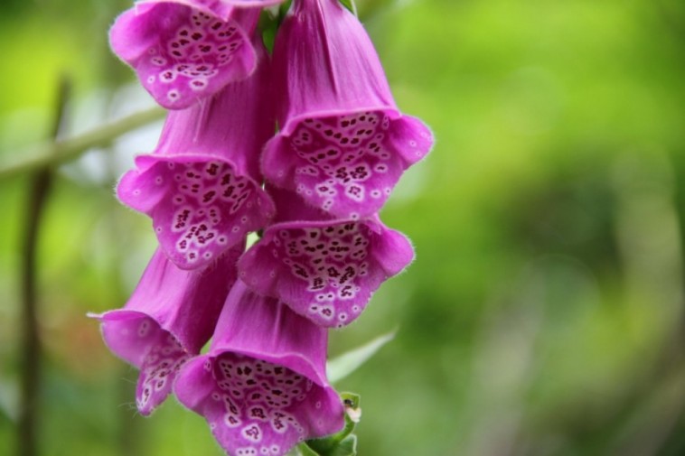 Gyűszűvirág: színes dísz- és gyógynövény