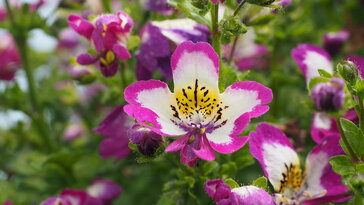 34fed6302538a8c12ae005dab43d2711 W364 H205 Cp