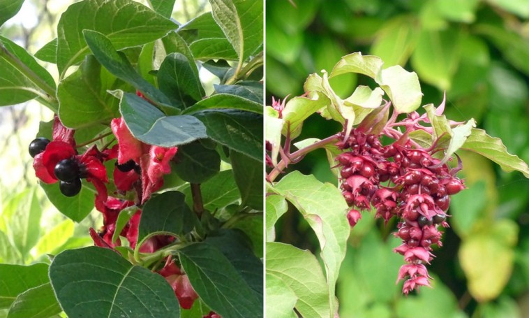 Különleges és látványos őszi gyümölcsöket termő bokrok a kertben