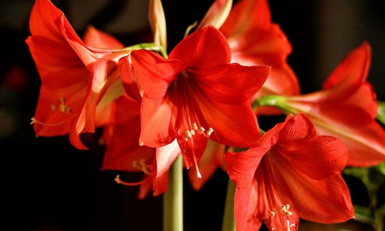 Az amarillisz helyes öntözése az év során: így fog újra virágba borulni