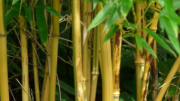 Bambuszok a kertben – mozgás, hang és fegyelem egyetlen növényben
