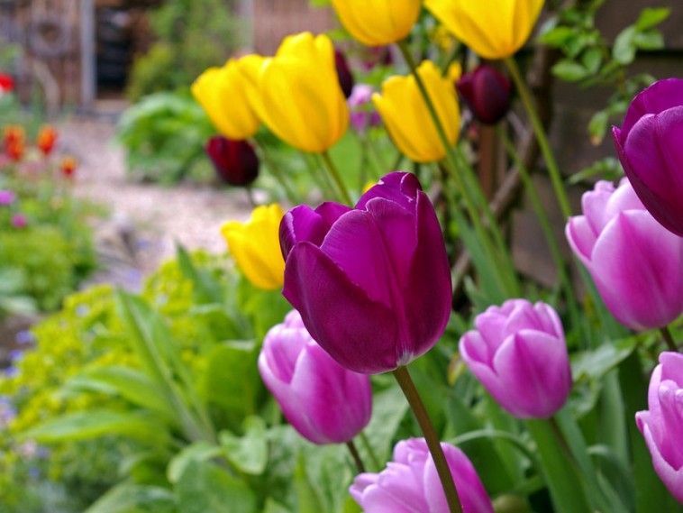 Tavaszi hagymás virágok: a napos vagy az árnyékos helyet kedvelik?