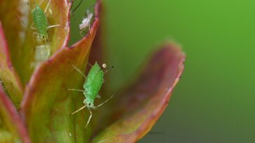 Miért permeteznek a hobbikertészek, és miért nem? Nem várt válaszok a vegyszerhasználat kapcsán