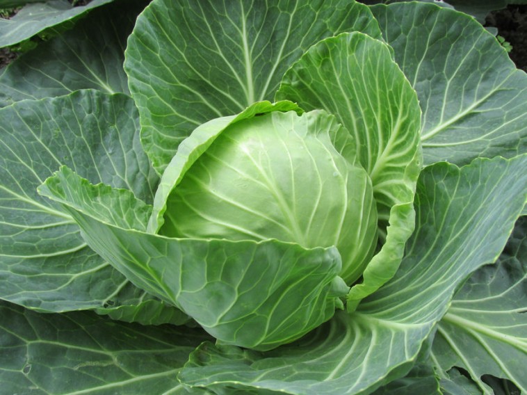 Káposzta: az egyik legkitartóbb zöldség az őszi konyhakertben!