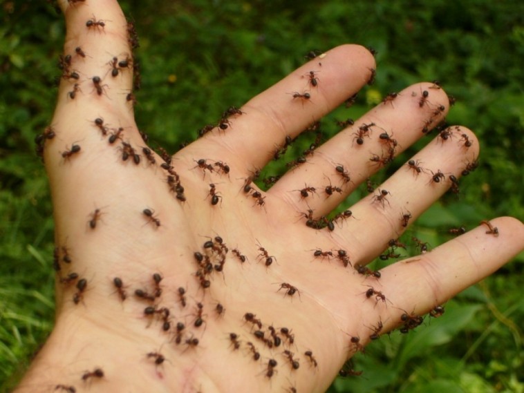10 tipp, hogy a hangyák faképnél hagyjanak