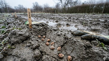 Miért nem kel ki a borsó? – három ok, ami már a földben tönkreteszi a vetést