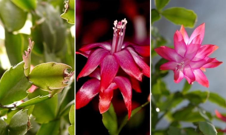 Karácsonyi kaktusz: a szobanövény, amely végigkíséri az életünk