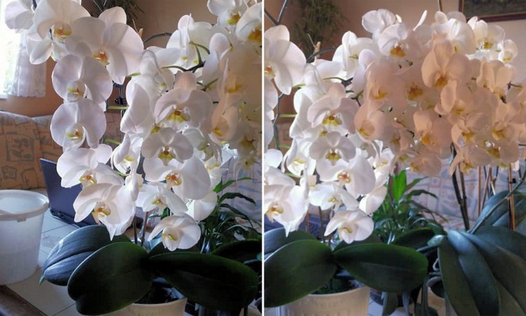 Íme a házi szer receptje, melytől virágba borul az orchidea!