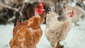 December 19. – Szent Ábrahám napja, amikor már az ünnep rendjét figyelték