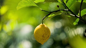 Hogyan teleltessük a citrusokat? Praktikus tanácsok a tél sikeres átvészeléséhez