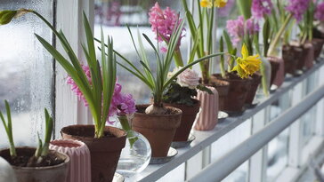 Korán virágzó hagymások cserépben – mit kezdj velük februárban?