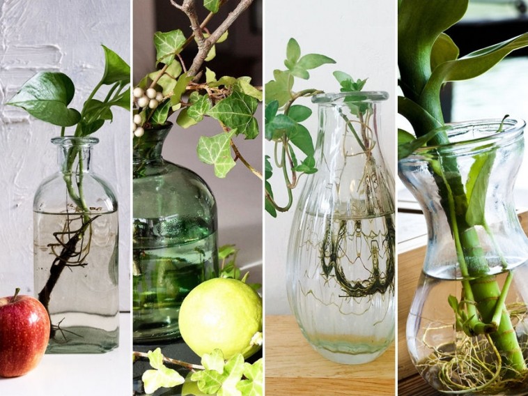 Így nevelj gyönyörű szobanövényeket egy üveg vízben!