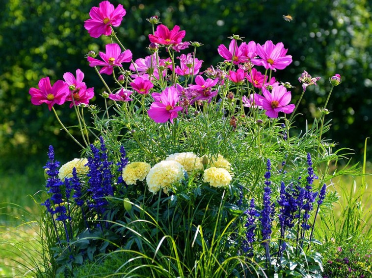 Növénytársítás virágok közt, avagy milyen virágok illenek össze?