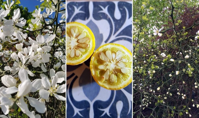 A citrom, mely távol tartja a hívatlan látogatókat és még a hideget is állja